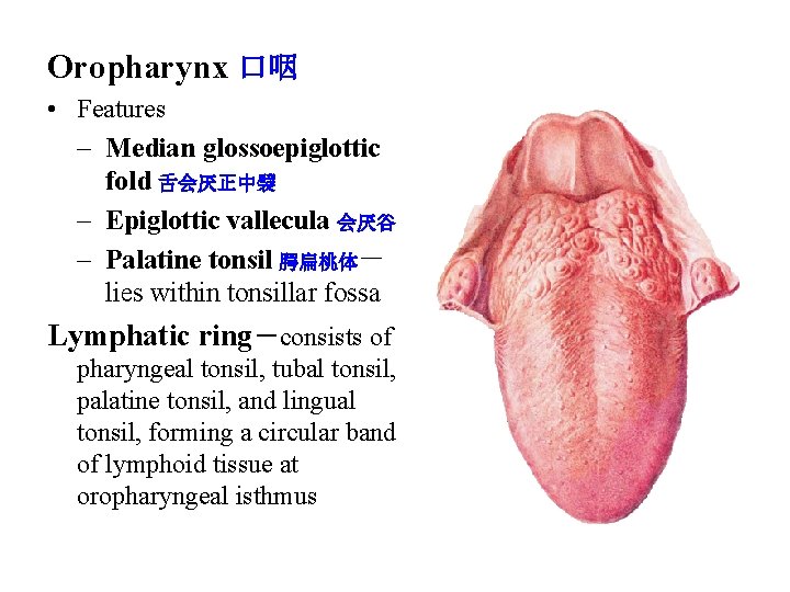 Oropharynx 口咽 • Features – Median glossoepiglottic fold 舌会厌正中襞 – Epiglottic vallecula 会厌谷 – Oropharynx 口咽 • Features – Median glossoepiglottic fold 舌会厌正中襞 – Epiglottic vallecula 会厌谷 –