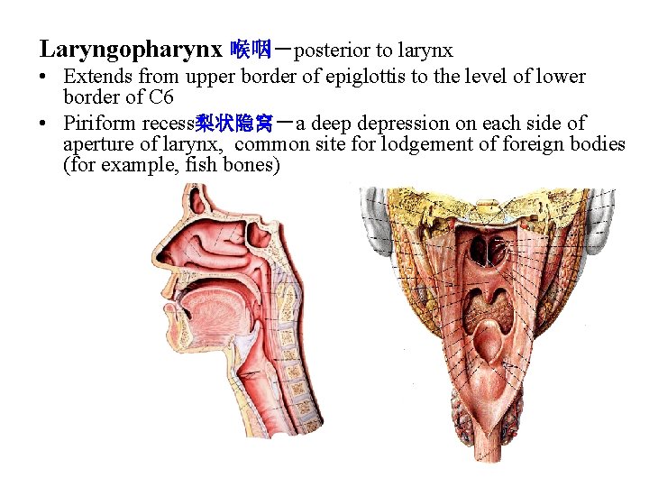 Laryngopharynx 喉咽-posterior to larynx • Extends from upper border of epiglottis to the level Laryngopharynx 喉咽-posterior to larynx • Extends from upper border of epiglottis to the level