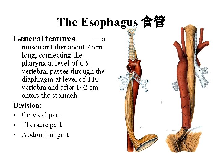 The Esophagus 食管 General features -a muscular tuber about 25 cm long, connecting the The Esophagus 食管 General features -a muscular tuber about 25 cm long, connecting the