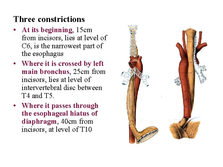 Three constrictions • At its beginning, 15 cm from incisors, lies at level of Three constrictions • At its beginning, 15 cm from incisors, lies at level of