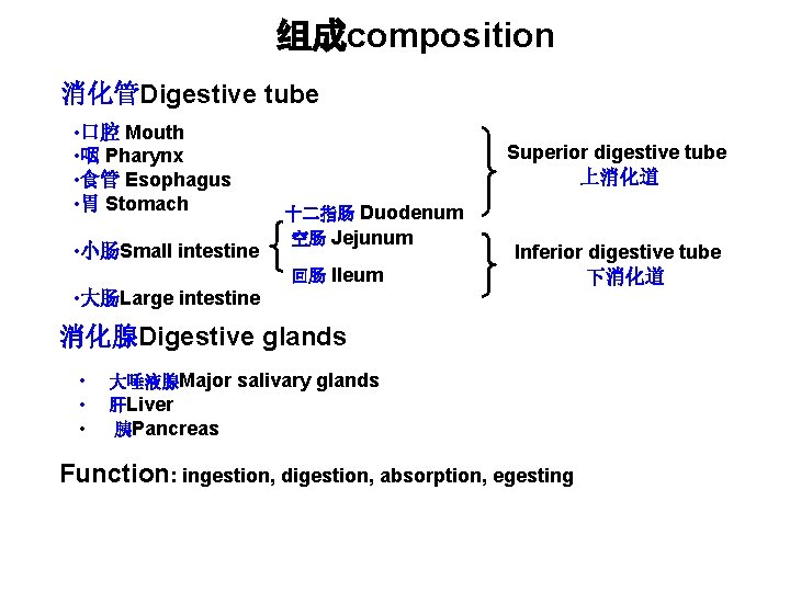 组成composition 消化管Digestive tube • 口腔 Mouth • 咽 Pharynx • 食管 Esophagus • 胃 组成composition 消化管Digestive tube • 口腔 Mouth • 咽 Pharynx • 食管 Esophagus • 胃