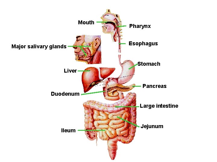 Mouth Major salivary glands Pharynx Esophagus Stomach Liver Pancreas Duodenum Large intestine Ileum Jejunum Mouth Major salivary glands Pharynx Esophagus Stomach Liver Pancreas Duodenum Large intestine Ileum Jejunum
