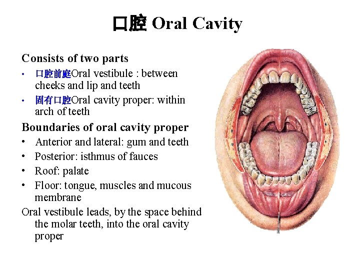 口腔 Oral Cavity Consists of two parts vestibule : between cheeks and lip and 口腔 Oral Cavity Consists of two parts vestibule : between cheeks and lip and