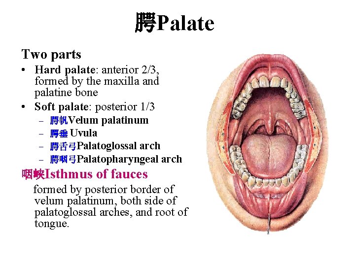 腭Palate Two parts • Hard palate: anterior 2/3, formed by the maxilla and palatine 腭Palate Two parts • Hard palate: anterior 2/3, formed by the maxilla and palatine