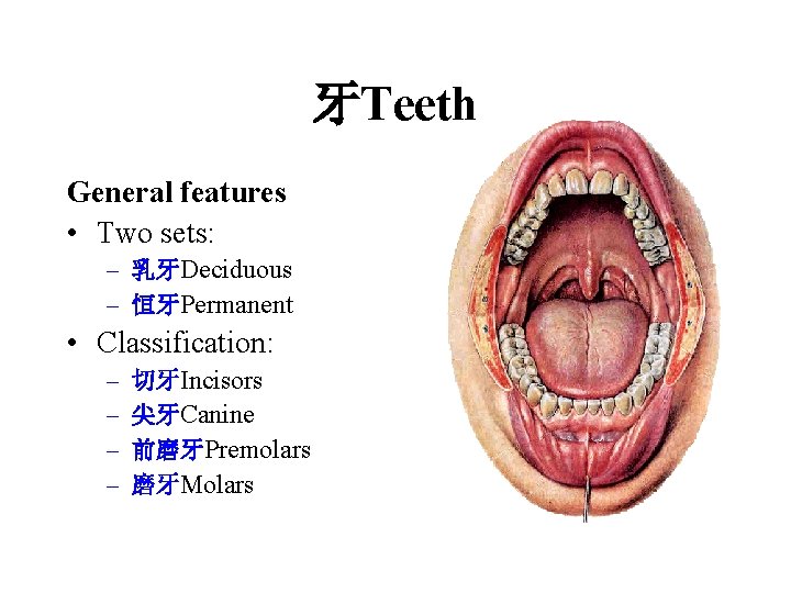 牙Teeth General features • Two sets: – 乳牙Deciduous – 恒牙Permanent • Classification: – – 牙Teeth General features • Two sets: – 乳牙Deciduous – 恒牙Permanent • Classification: – –