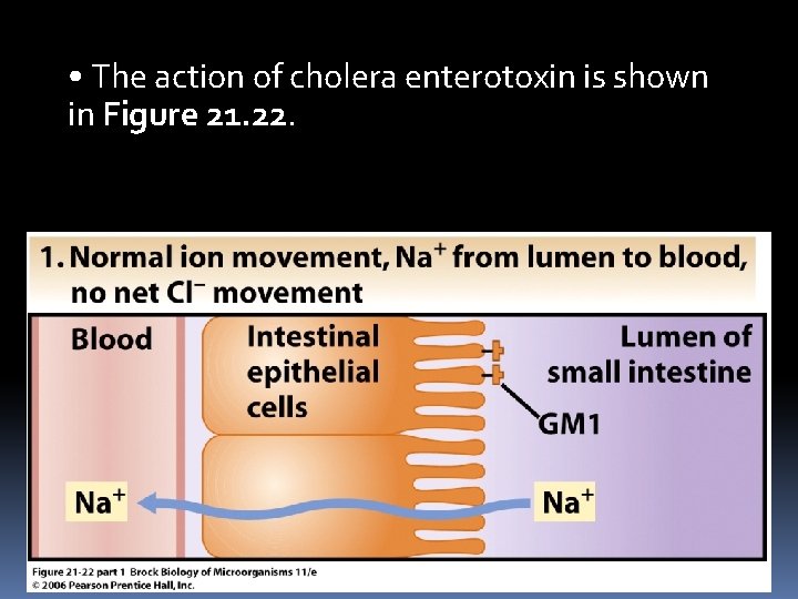  • The action of cholera enterotoxin is shown in Figure 21. 22. 