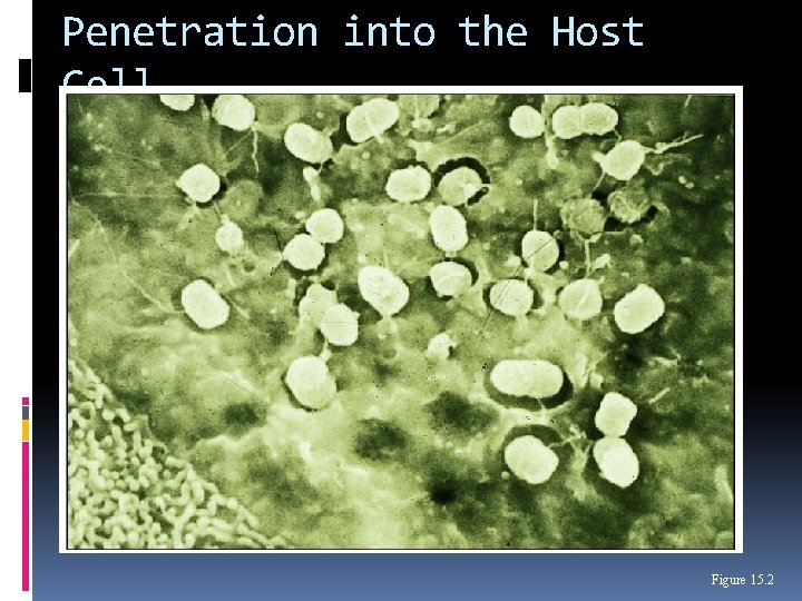 Penetration into the Host Cell Figure 15. 2 