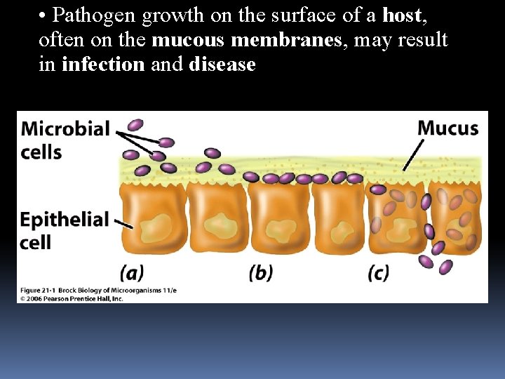  • Pathogen growth on the surface of a host, often on the mucous