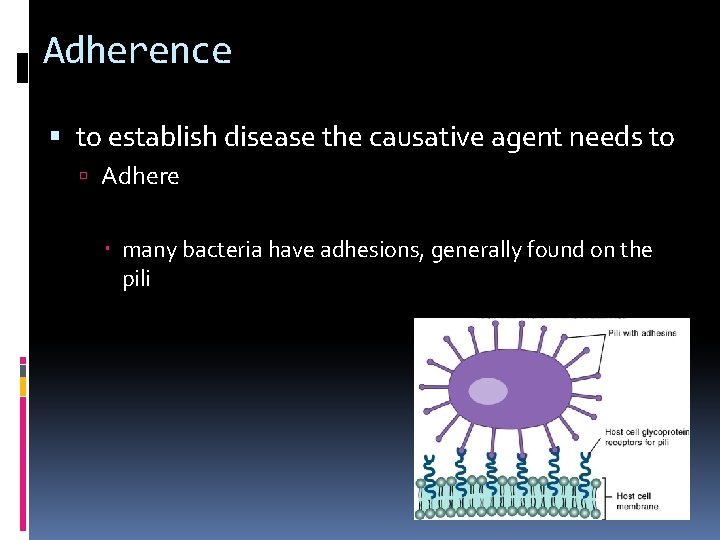 Adherence to establish disease the causative agent needs to Adhere many bacteria have adhesions,