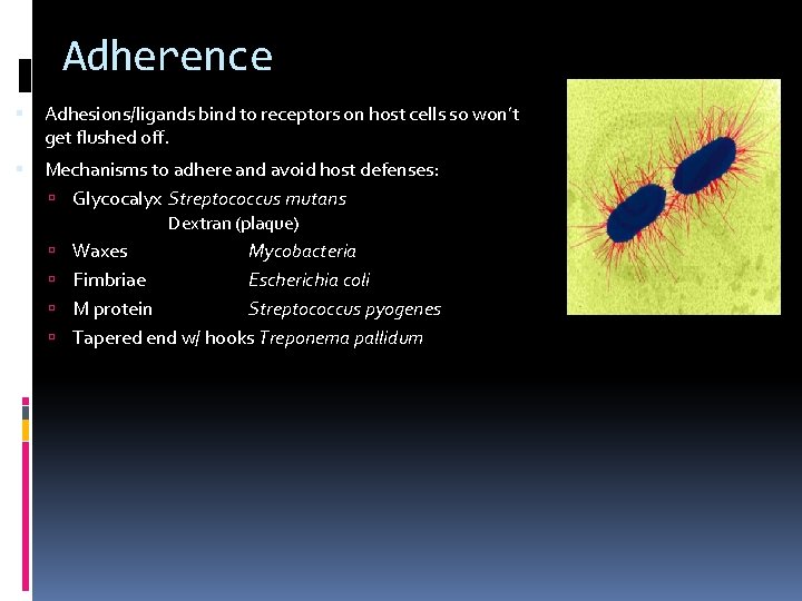 Adherence Adhesions/ligands bind to receptors on host cells so won’t get flushed off. Mechanisms