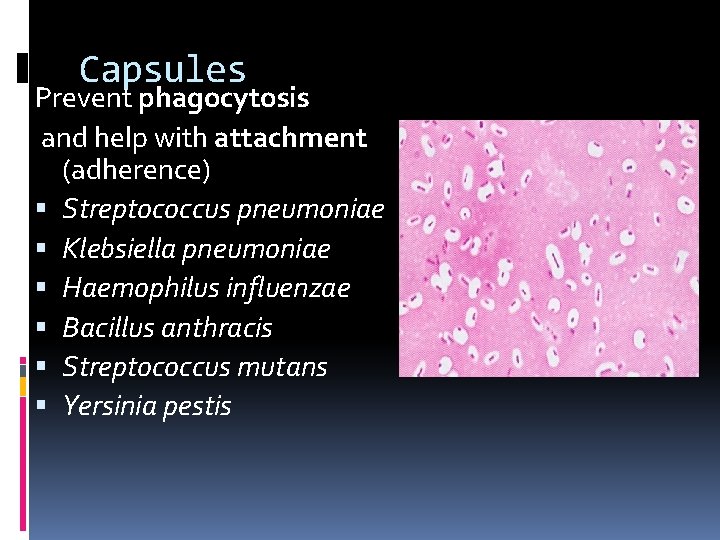 Capsules Prevent phagocytosis and help with attachment (adherence) Streptococcus pneumoniae Klebsiella pneumoniae Haemophilus influenzae