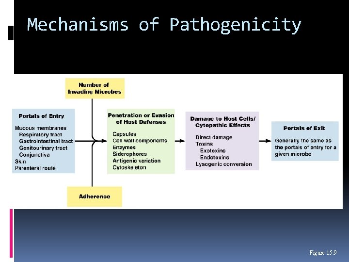 Mechanisms of Pathogenicity Figure 15. 9 