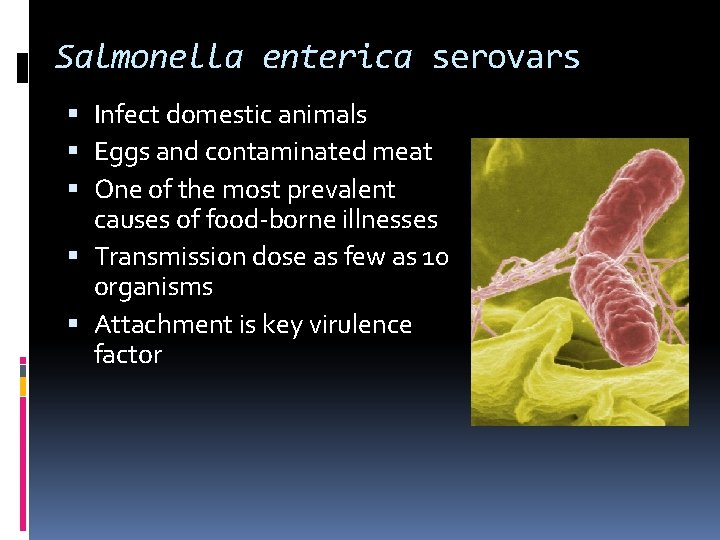 Salmonella enterica serovars Infect domestic animals Eggs and contaminated meat One of the most