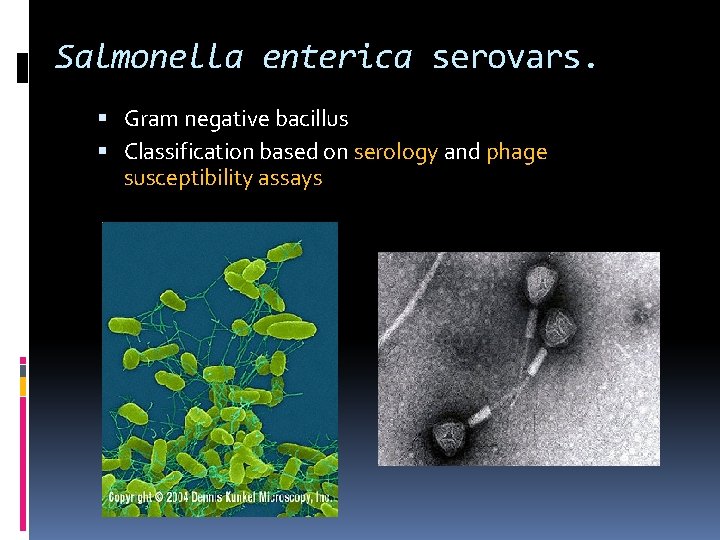 Salmonella enterica serovars. Gram negative bacillus Classification based on serology and phage susceptibility assays