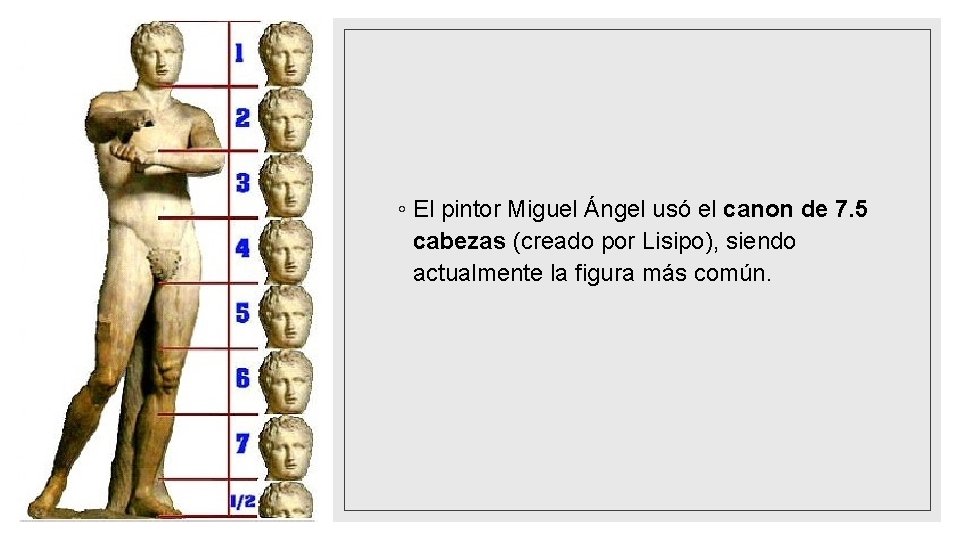 ◦ El pintor Miguel Ángel usó el canon de 7. 5 cabezas (creado por
