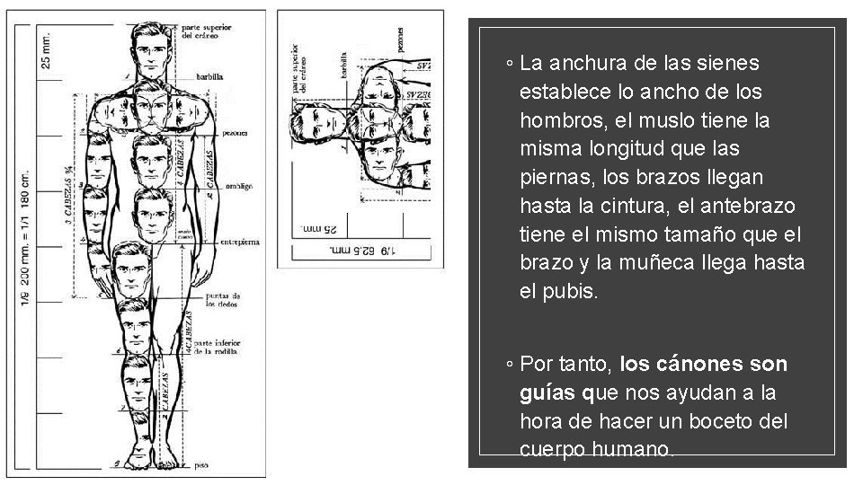 ◦ La anchura de las sienes establece lo ancho de los hombros, el muslo