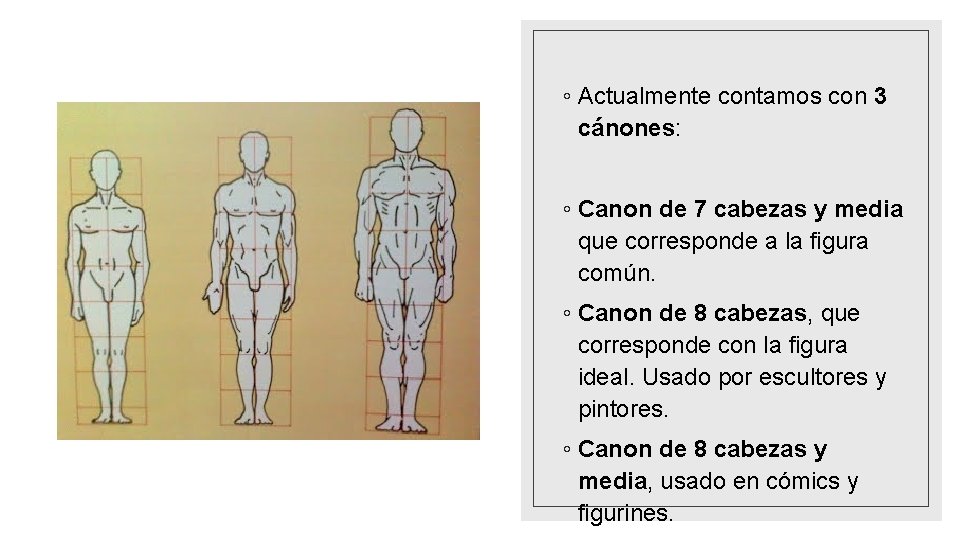 ◦ Actualmente contamos con 3 cánones: ◦ Canon de 7 cabezas y media que