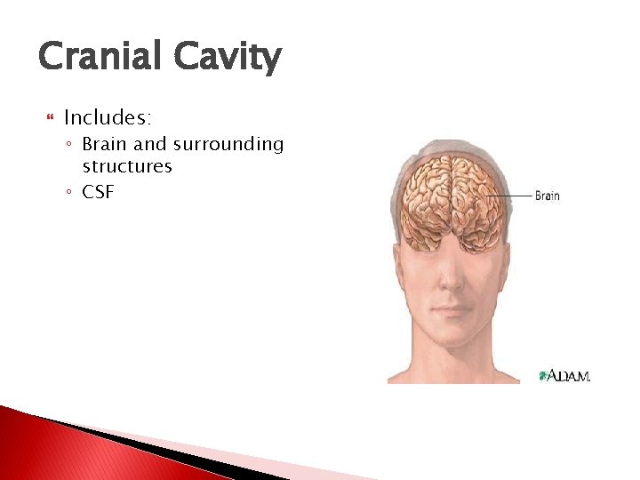 Cranial Cavity Includes: ◦ Brain and surrounding structures ◦ CSF  Cranial Cavity Includes: ◦ Brain and surrounding structures ◦ CSF
