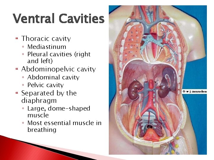 Ventral Cavities Thoracic cavity ◦ Mediastinum ◦ Pleural cavities (right and left) Abdominopelvic cavity Ventral Cavities Thoracic cavity ◦ Mediastinum ◦ Pleural cavities (right and left) Abdominopelvic cavity