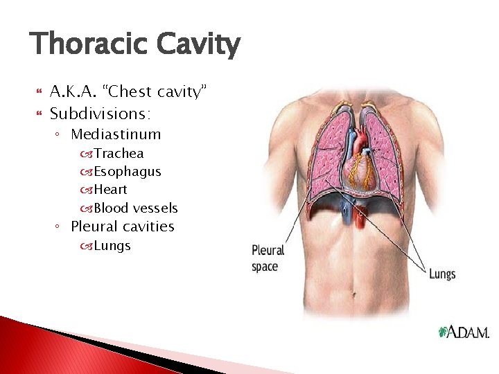 Thoracic Cavity A. K. A. “Chest cavity” Subdivisions: ◦ Mediastinum Trachea Esophagus Heart Blood Thoracic Cavity A. K. A. “Chest cavity” Subdivisions: ◦ Mediastinum Trachea Esophagus Heart Blood