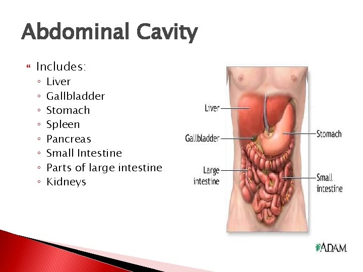 Abdominal Cavity Includes: ◦ ◦ ◦ ◦ Liver Gallbladder Stomach Spleen Pancreas Small Intestine Abdominal Cavity Includes: ◦ ◦ ◦ ◦ Liver Gallbladder Stomach Spleen Pancreas Small Intestine