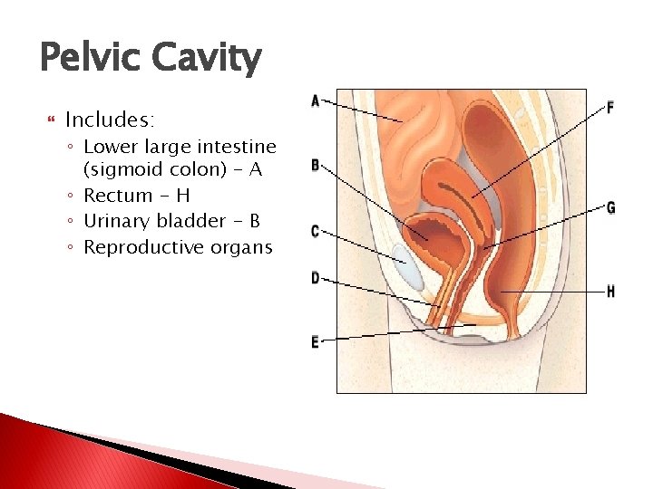 Pelvic Cavity Includes: ◦ Lower large intestine (sigmoid colon) - A ◦ Rectum - Pelvic Cavity Includes: ◦ Lower large intestine (sigmoid colon) - A ◦ Rectum -