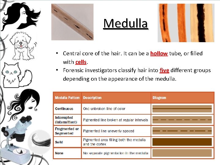 Medulla • Central core of the hair. It can be a hollow tube, or Medulla • Central core of the hair. It can be a hollow tube, or
