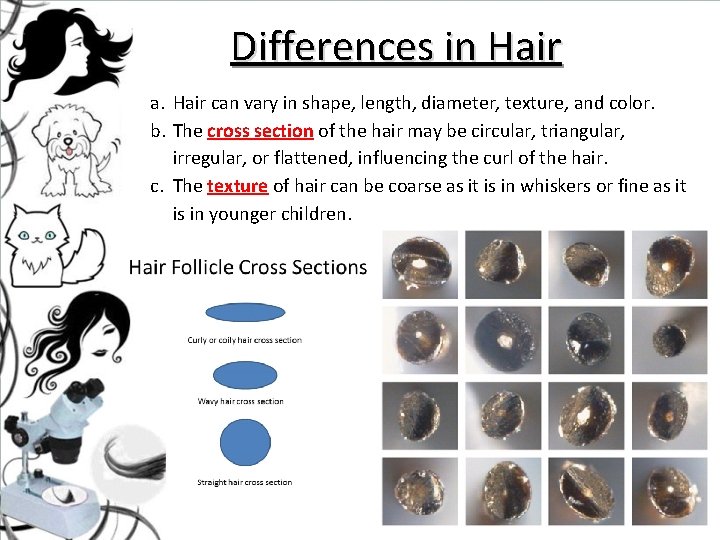 Differences in Hair a. Hair can vary in shape, length, diameter, texture, and color. Differences in Hair a. Hair can vary in shape, length, diameter, texture, and color.