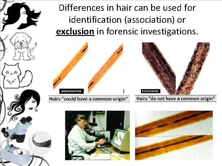 Differences in hair can be used for identification (association) or exclusion in forensic investigations. Differences in hair can be used for identification (association) or exclusion in forensic investigations.