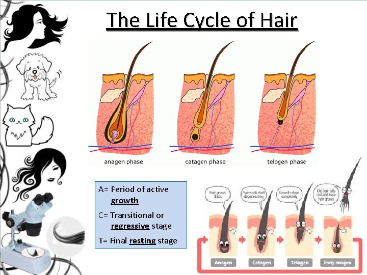 The Life Cycle of Hair A= Period of active growth C= Transitional or regressive The Life Cycle of Hair A= Period of active growth C= Transitional or regressive