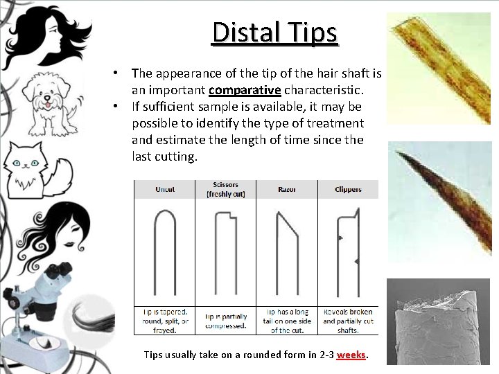 Distal Tips • The appearance of the tip of the hair shaft is an Distal Tips • The appearance of the tip of the hair shaft is an