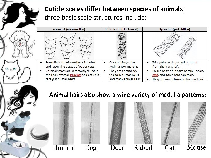 Cuticle scales differ between species of animals; three basic scale structures include: Animal hairs Cuticle scales differ between species of animals; three basic scale structures include: Animal hairs