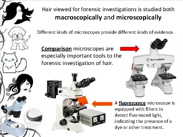 Hair viewed forensic investigations is studied both macroscopically and microscopically Different kinds of microscopes Hair viewed forensic investigations is studied both macroscopically and microscopically Different kinds of microscopes