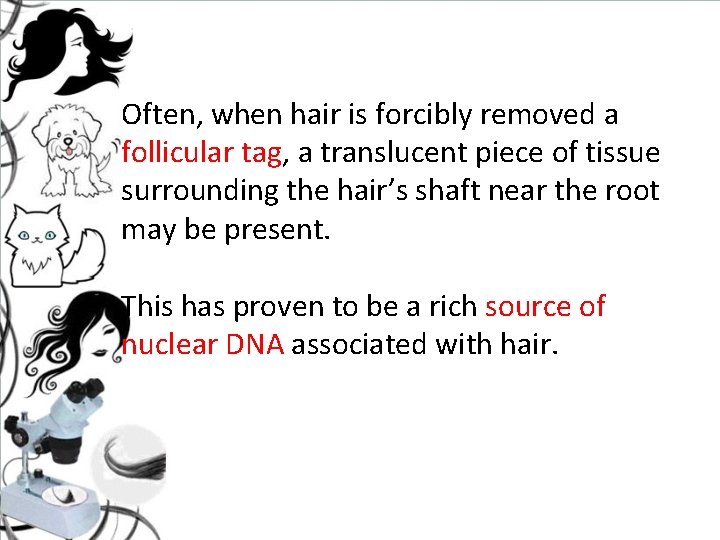 Often, when hair is forcibly removed a follicular tag, a translucent piece of tissue Often, when hair is forcibly removed a follicular tag, a translucent piece of tissue
