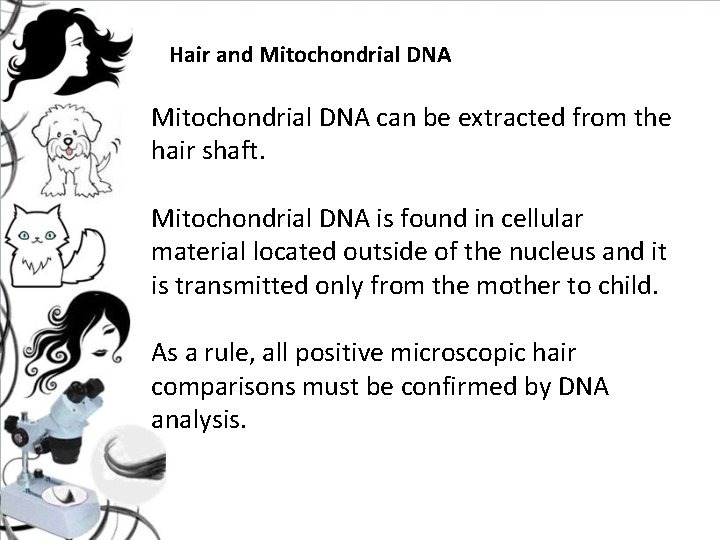 Hair and Mitochondrial DNA can be extracted from the hair shaft. Mitochondrial DNA is Hair and Mitochondrial DNA can be extracted from the hair shaft. Mitochondrial DNA is