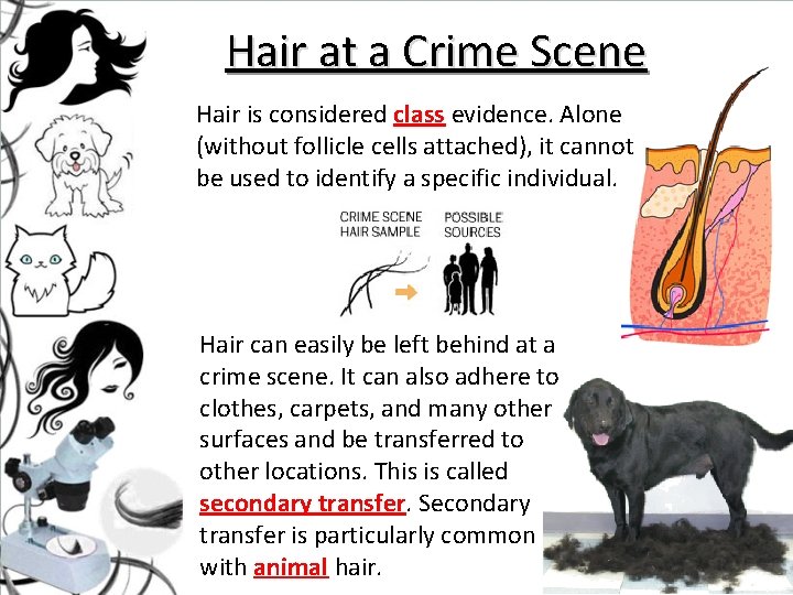 Hair at a Crime Scene Hair is considered class evidence. Alone (without follicle cells Hair at a Crime Scene Hair is considered class evidence. Alone (without follicle cells