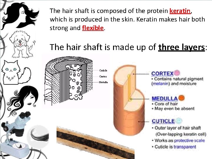 The hair shaft is composed of the protein keratin, which is produced in the The hair shaft is composed of the protein keratin, which is produced in the
