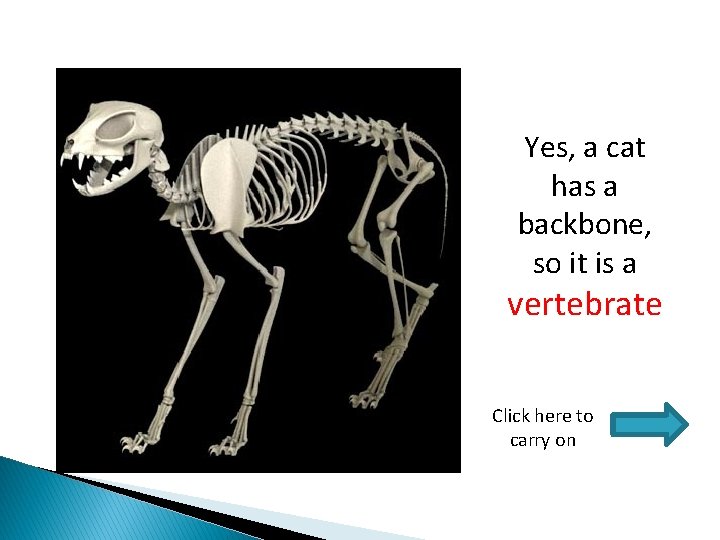 Yes, a cat has a backbone, so it is a vertebrate Click here to