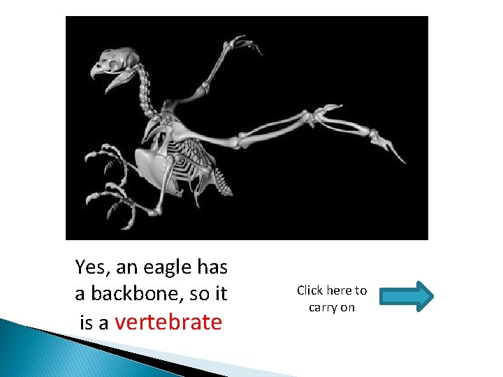 Yes, an eagle has a backbone, so it is a vertebrate Click here to
