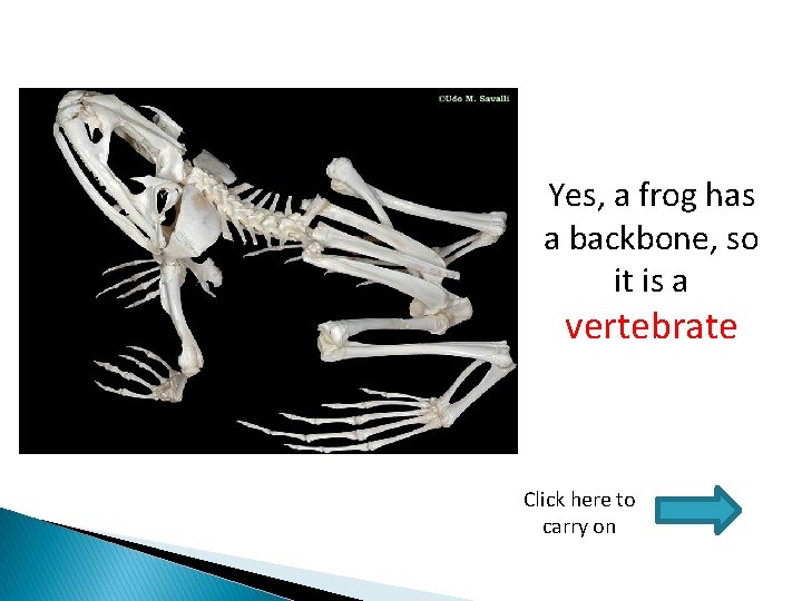 Yes, a frog has a backbone, so it is a vertebrate Click here to
