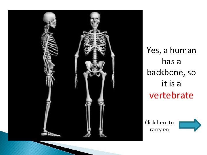 Yes, a human has a backbone, so it is a vertebrate Click here to