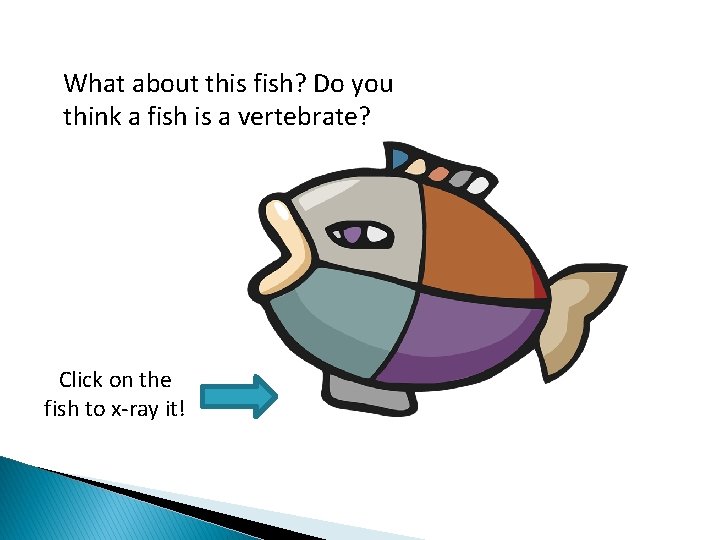 What about this fish? Do you think a fish is a vertebrate? Click on