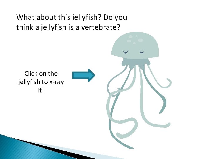 What about this jellyfish? Do you think a jellyfish is a vertebrate? Click on