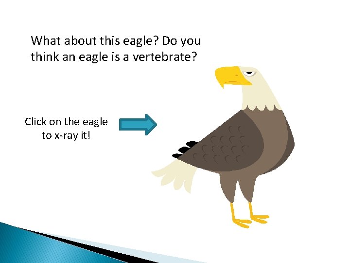 What about this eagle? Do you think an eagle is a vertebrate? Click on