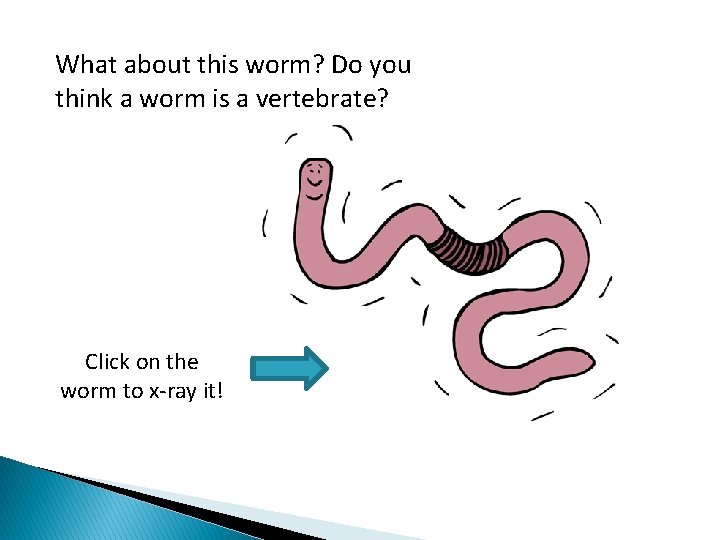What about this worm? Do you think a worm is a vertebrate? Click on
