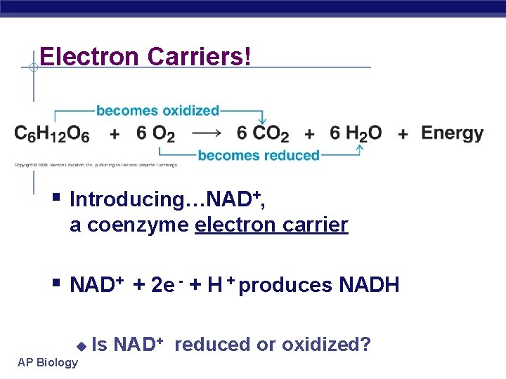 Electron Carriers! § Introducing…NAD+, a coenzyme electron carrier § NAD+ + 2 e -