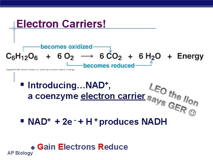 Electron Carriers! § Introducing…NAD+, a coenzyme electron carrier § NAD+ + 2 e -