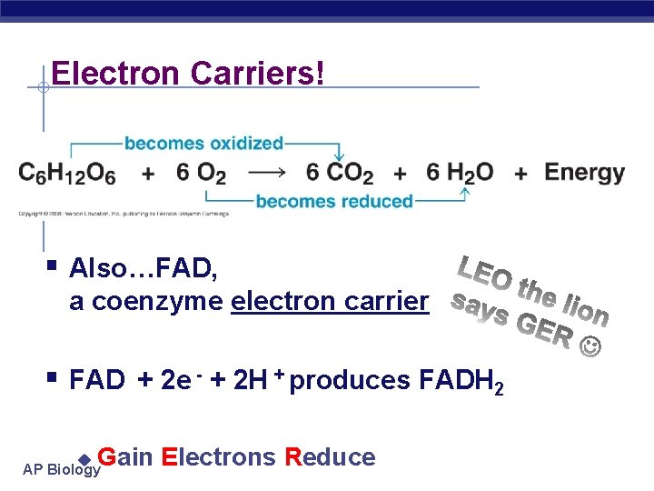 Electron Carriers! § Also…FAD, a coenzyme electron carrier § FAD + 2 e -