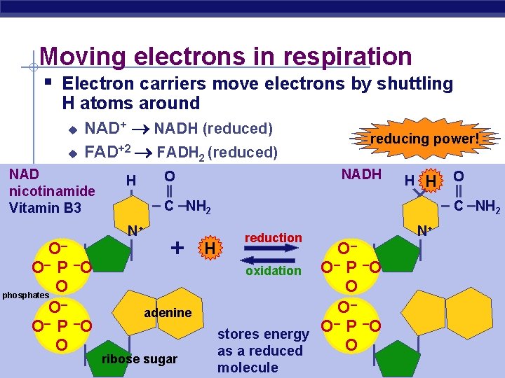 Moving electrons in respiration § Electron carriers move electrons by shuttling H atoms around