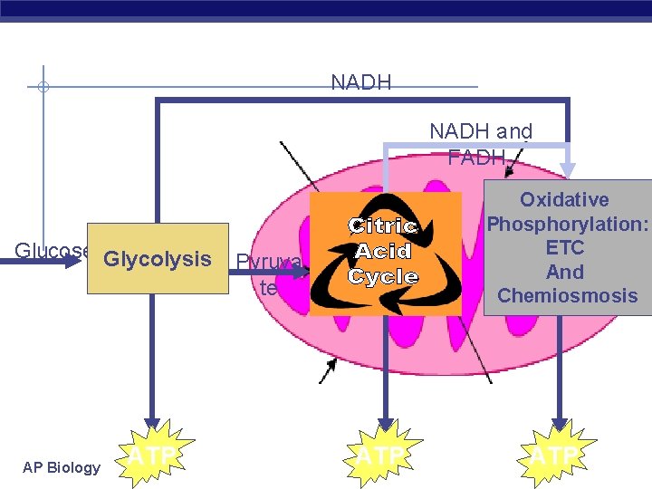 NADH and FADH 2 Glucose Glycolysis AP Biology ATP Oxidative Phosphorylation: ETC And Chemiosmosis